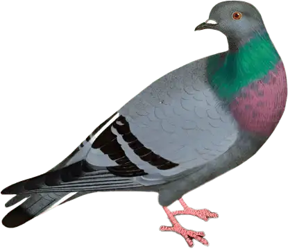 Pigeon